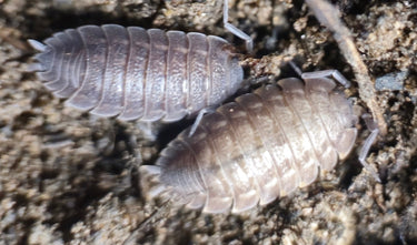 Trachelipus Mostarensis Isopods for sale
